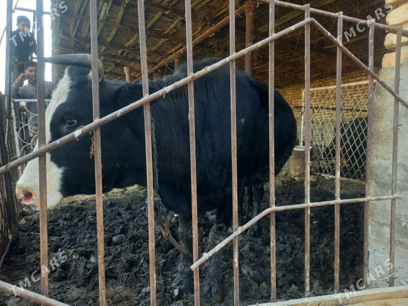 bakyla semiz sygyr - Мары - img 2