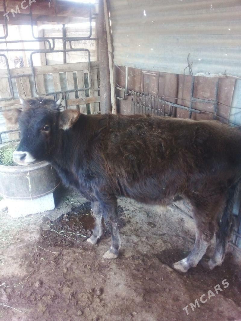 ökuzçe 11 aylyk - Балканабат - img 3