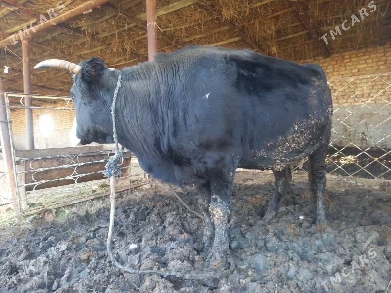 bakyla semiz sygyr - Мары - img 1