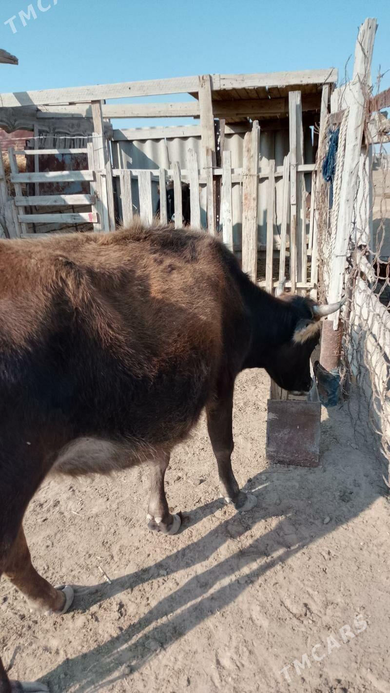 sygyr - Эсенгулы - img 3