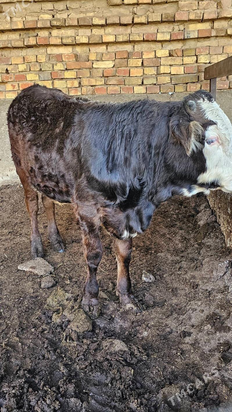 Gibrit Öküz - Ашхабад - img 2