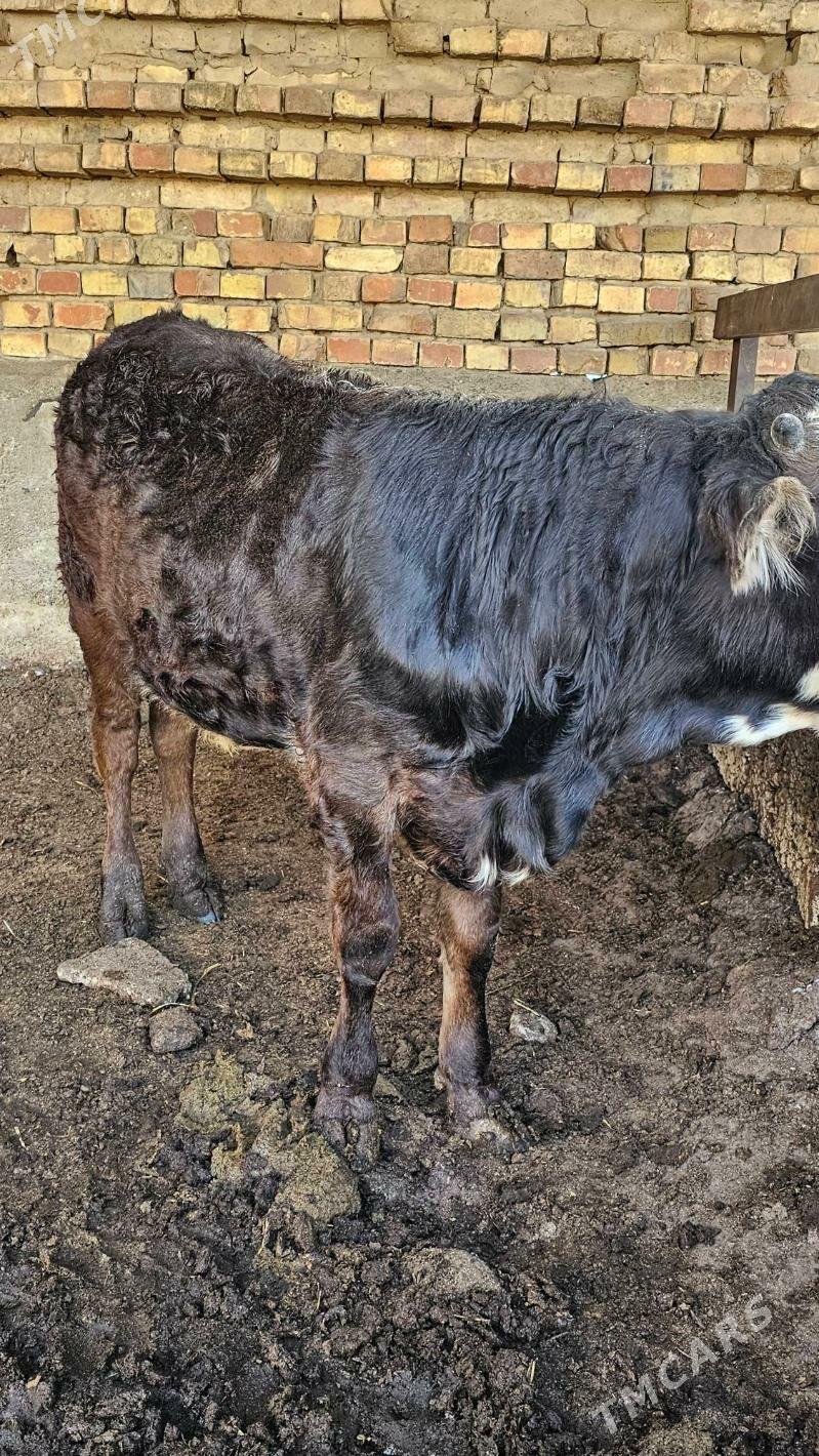 Gibrit Öküz - Ашхабад - img 3