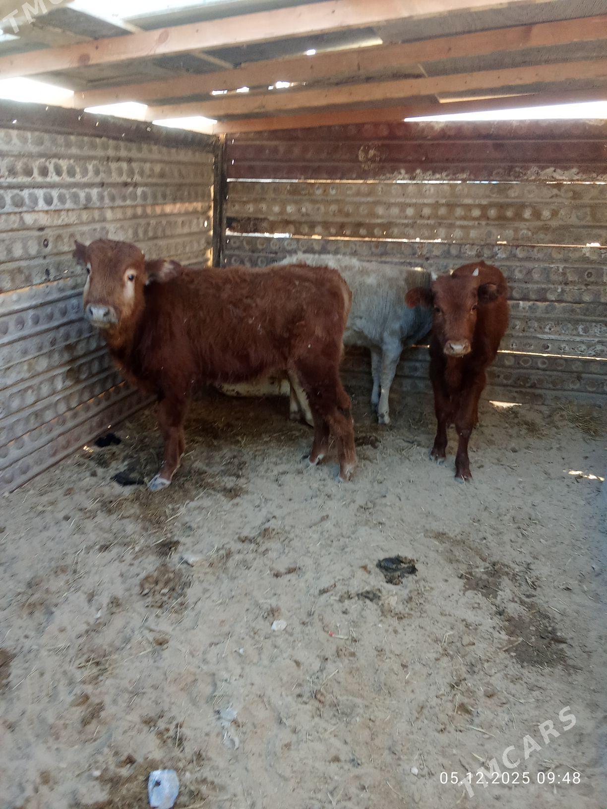 okuzce - Türkmenbaşy - img 1