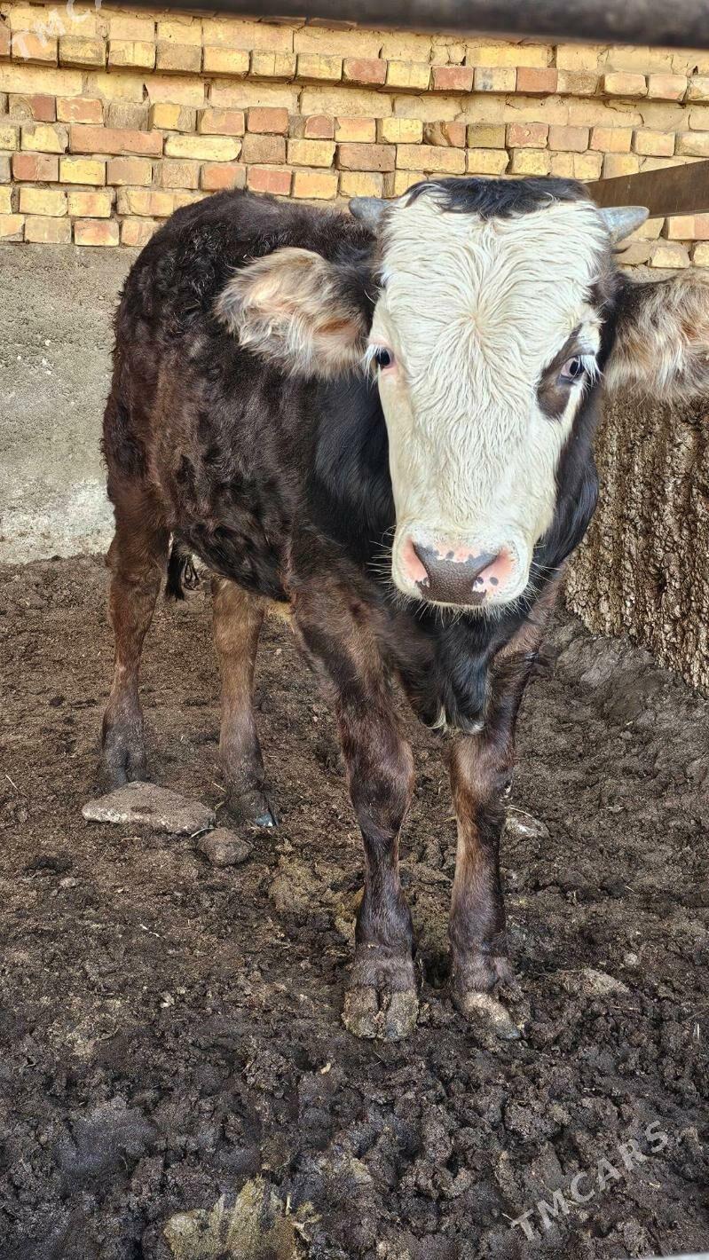 Gibrit Öküz - Ашхабад - img 4