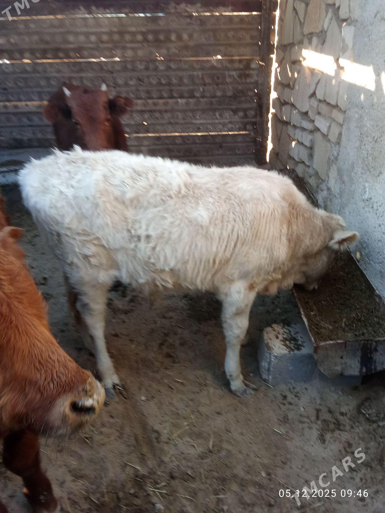 okuzce - Туркменбаши - img 2