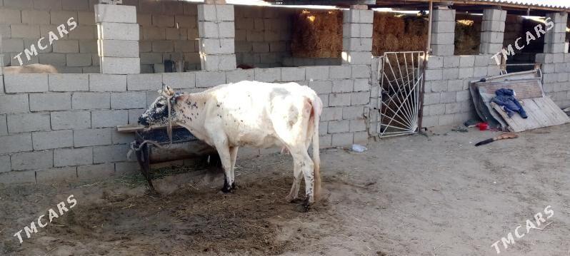 goleli sygyr - Jebel - img 1