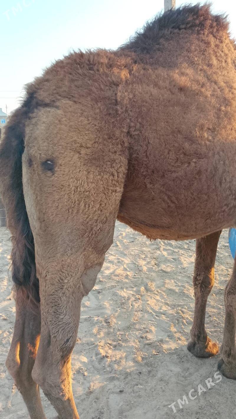 Düýe - Эсенгулы - img 3