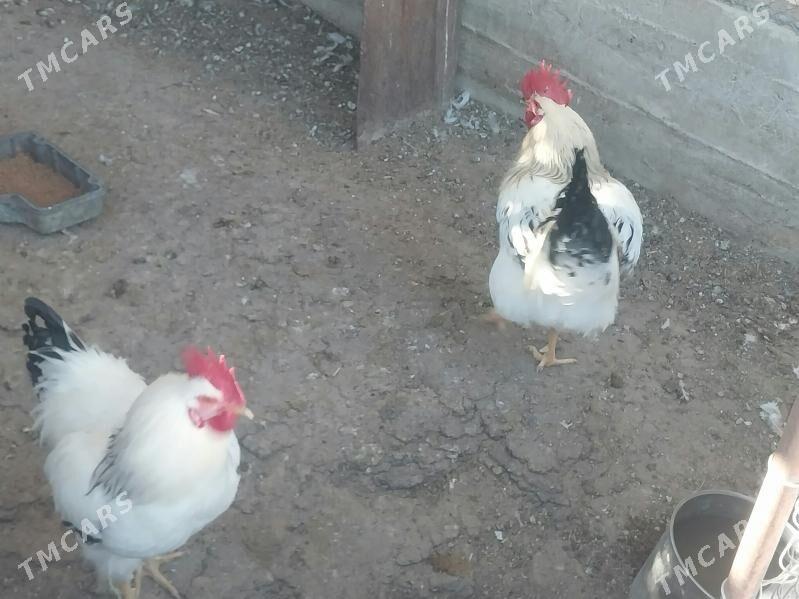 horaz dominat - Балканабат - img 2