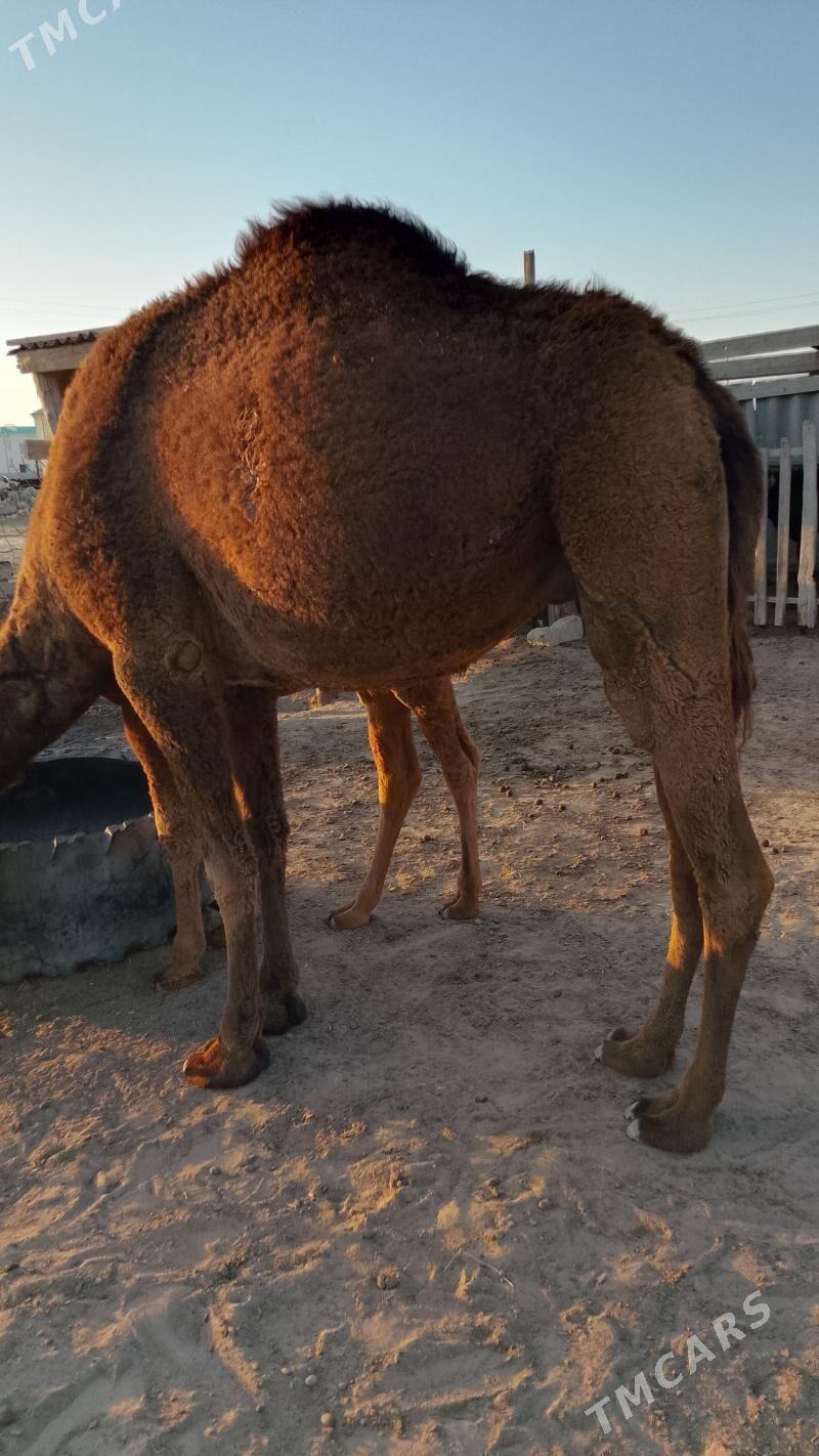 Düýe - Эсенгулы - img 2