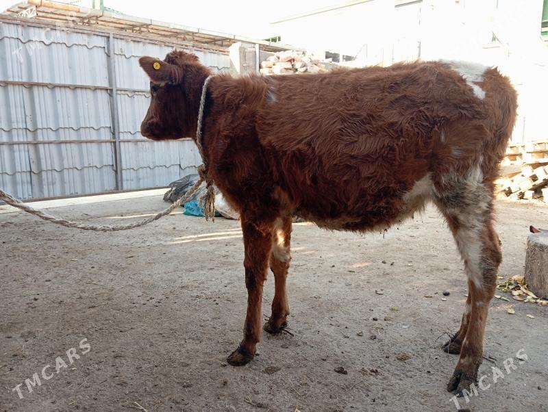 Tuwe - Гуртли - img 2