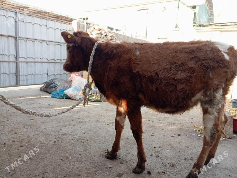 Tuwe - Гуртли - img 3