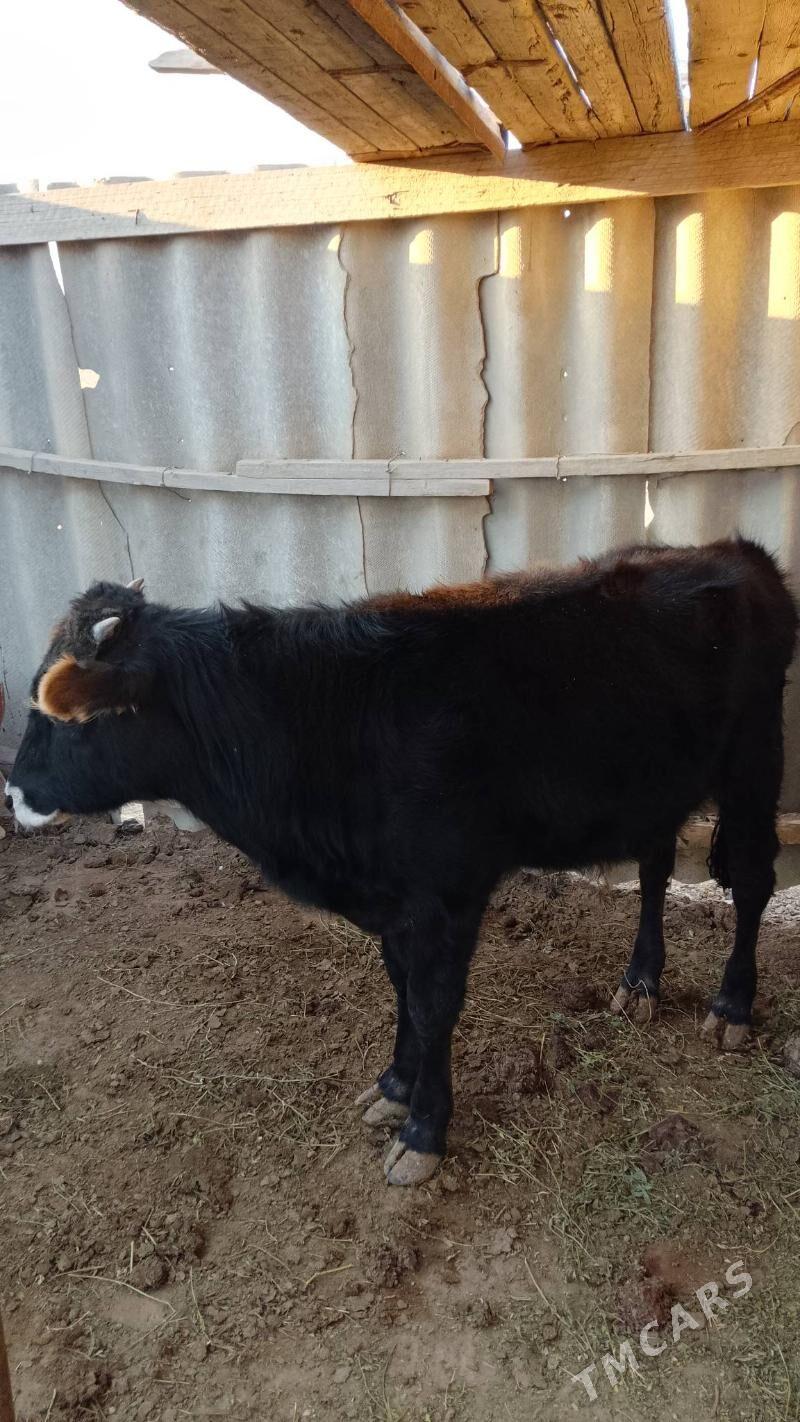 öküz - Эсенгулы - img 1