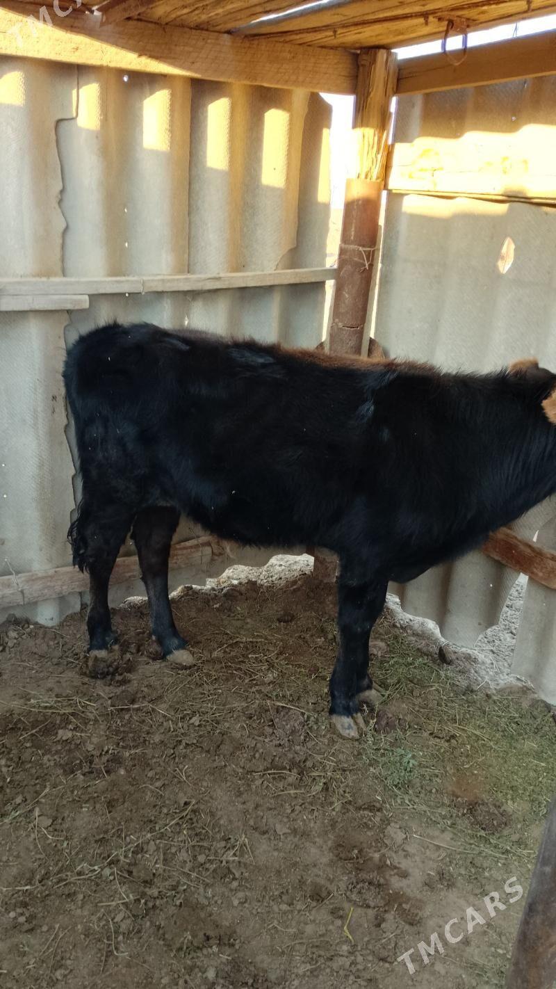 öküz - Эсенгулы - img 3