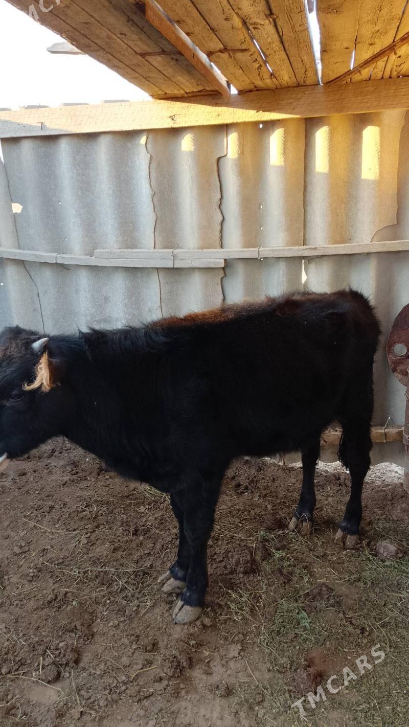 öküz - Эсенгулы - img 2