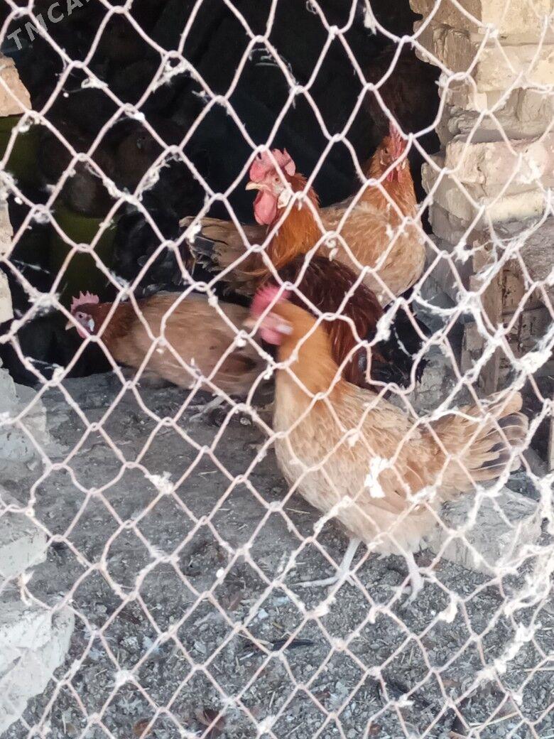 guzlayjy towuk - Тагтабазар - img 8