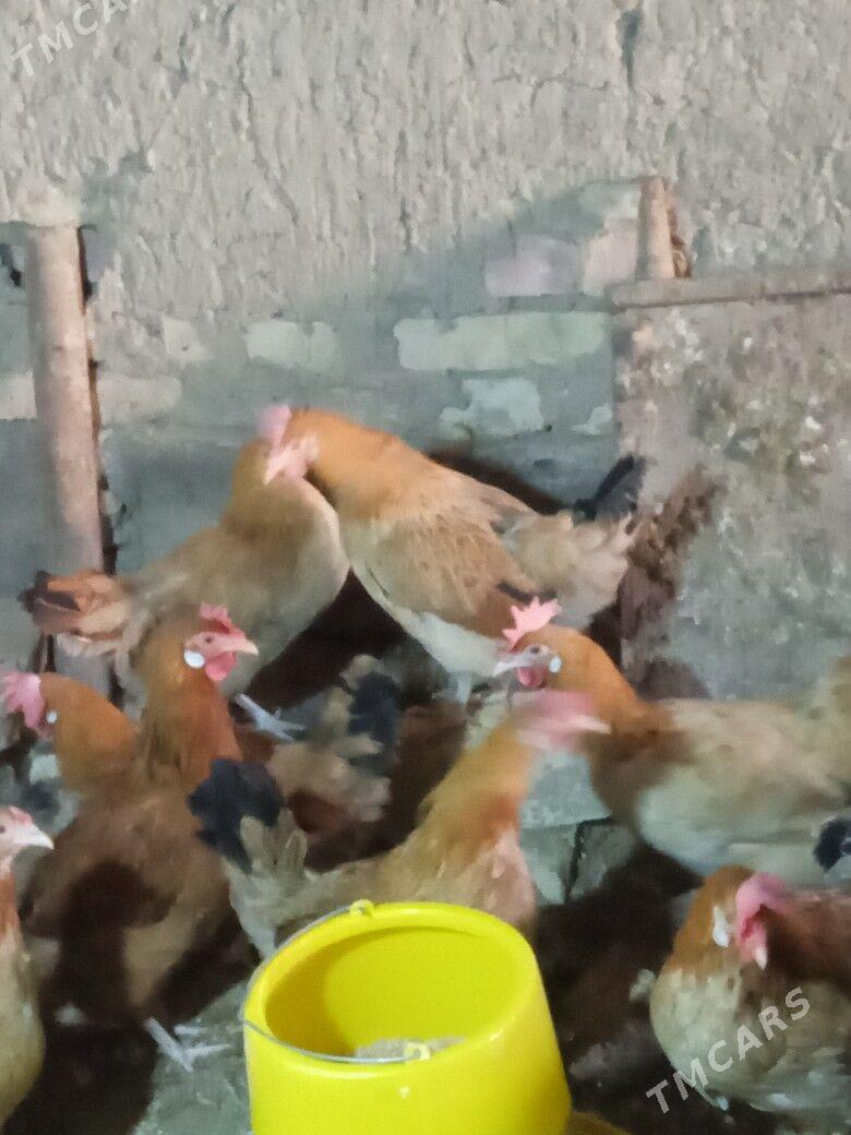 guzlayjy towuk - Тагтабазар - img 3