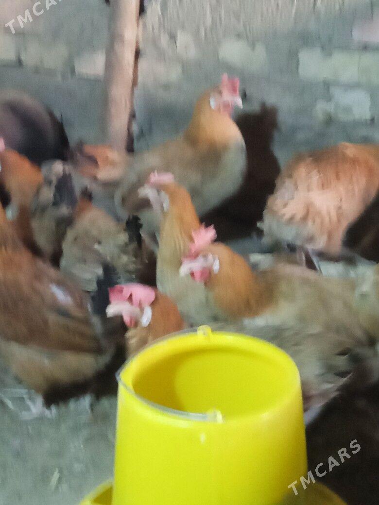 guzlayjy towuk - Тагтабазар - img 4