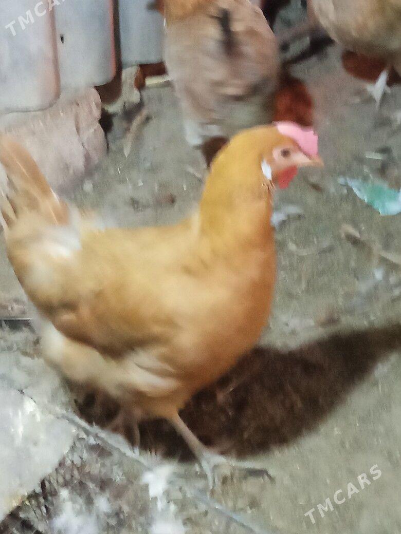 guzlayjy towuk - Тагтабазар - img 5