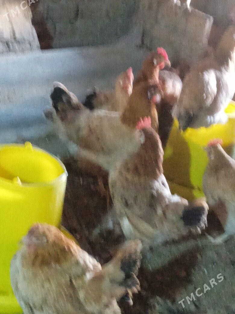 guzlayjy towuk - Тагтабазар - img 6