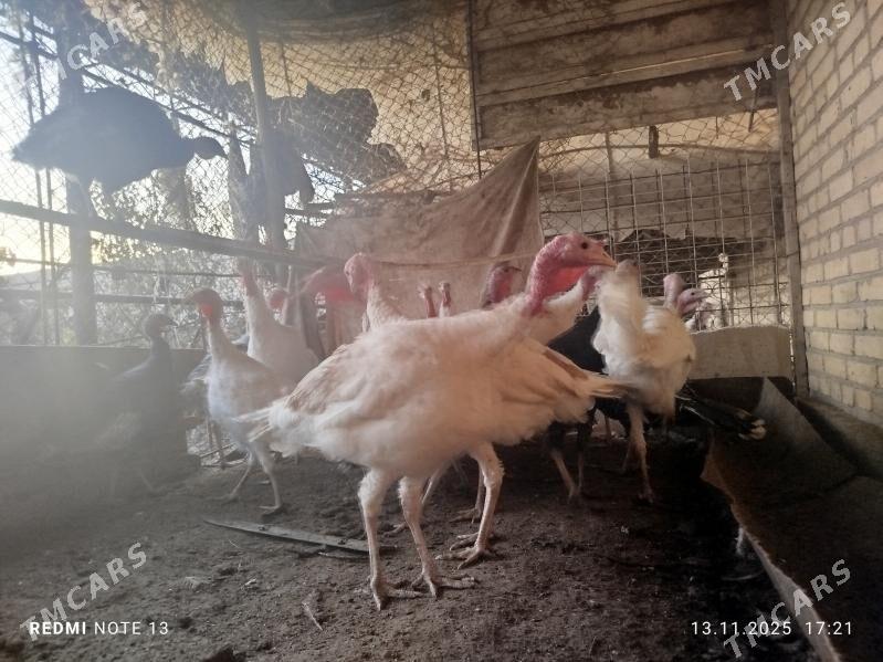 induk juje - Чарджоу - img 1