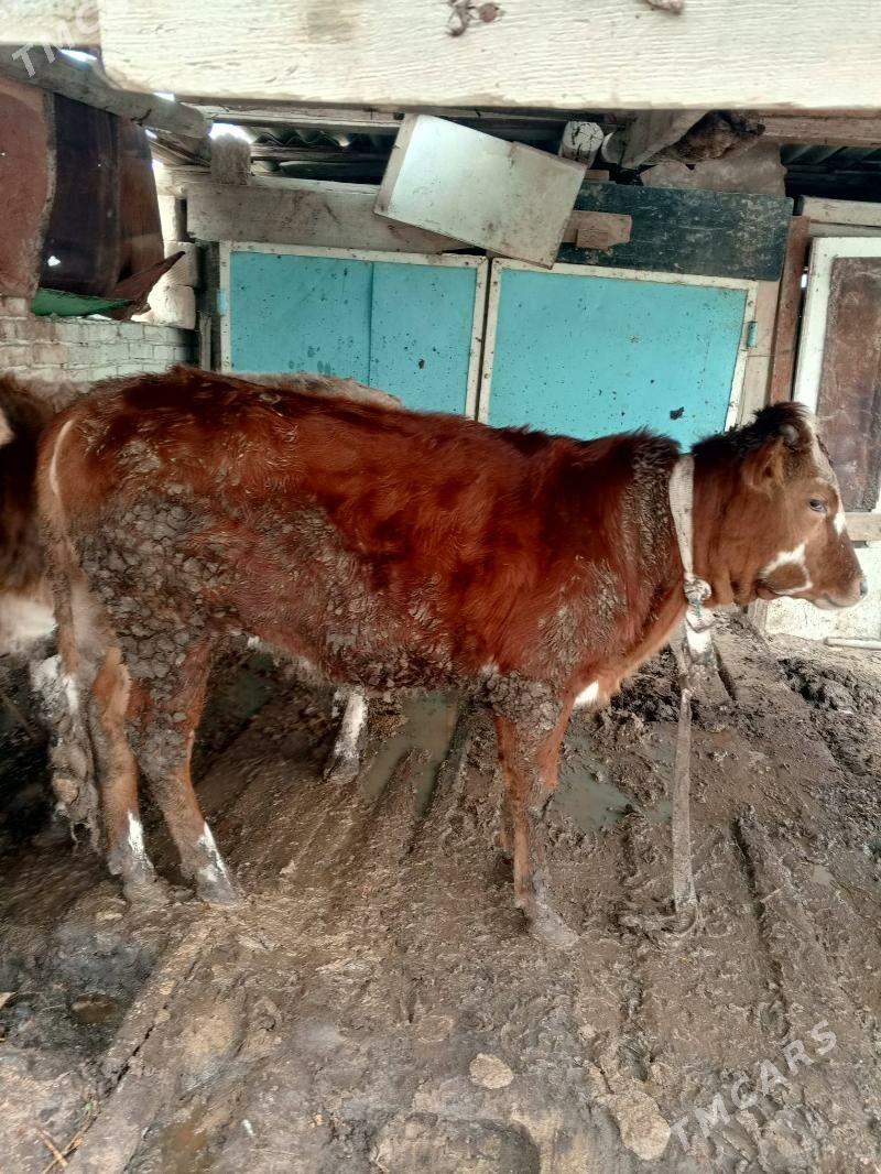 öküzçe bln tuwe - Gyzylarbat - img 5