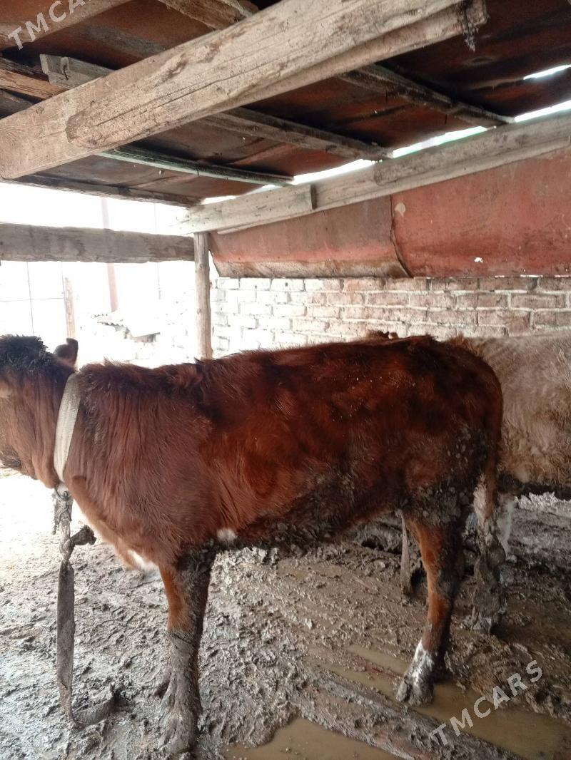 öküzçe bln tuwe - Гызыларбат - img 1