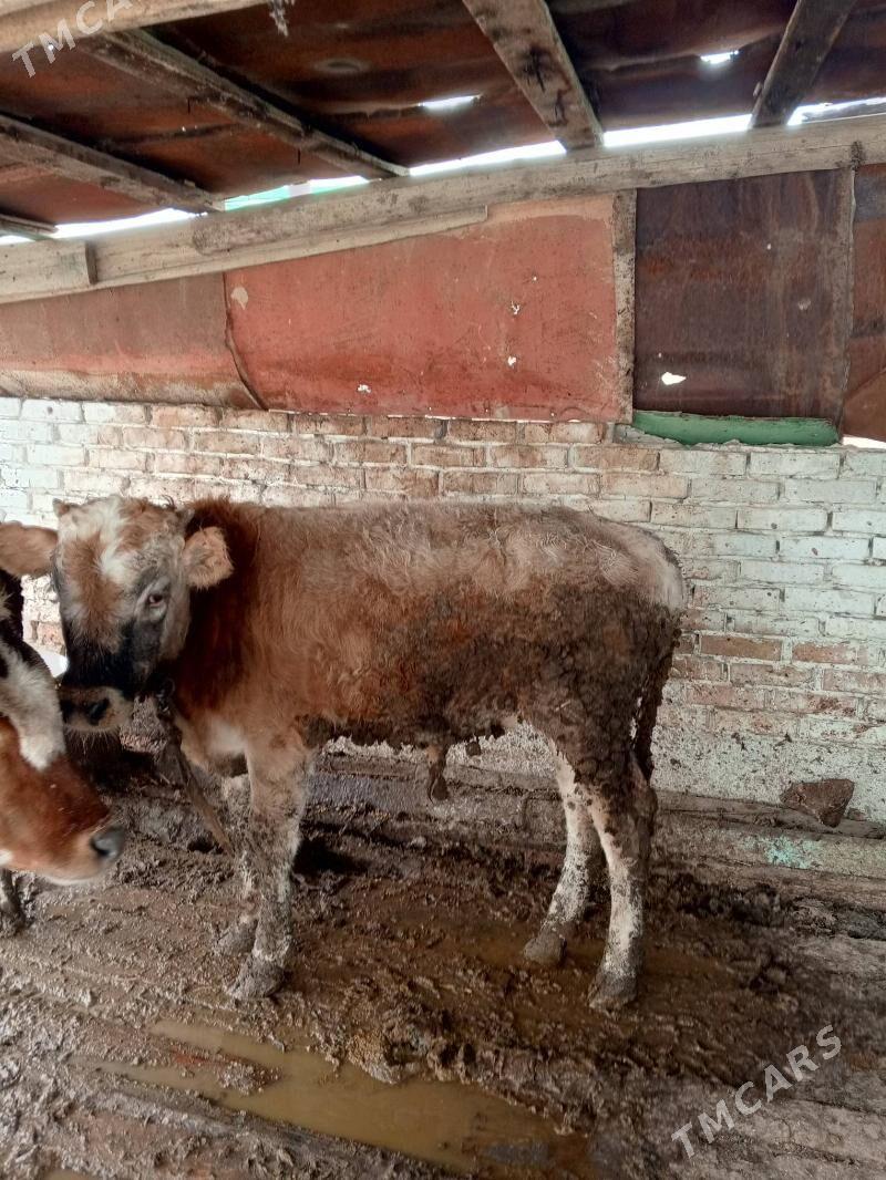 öküzçe bln tuwe - Gyzylarbat - img 2