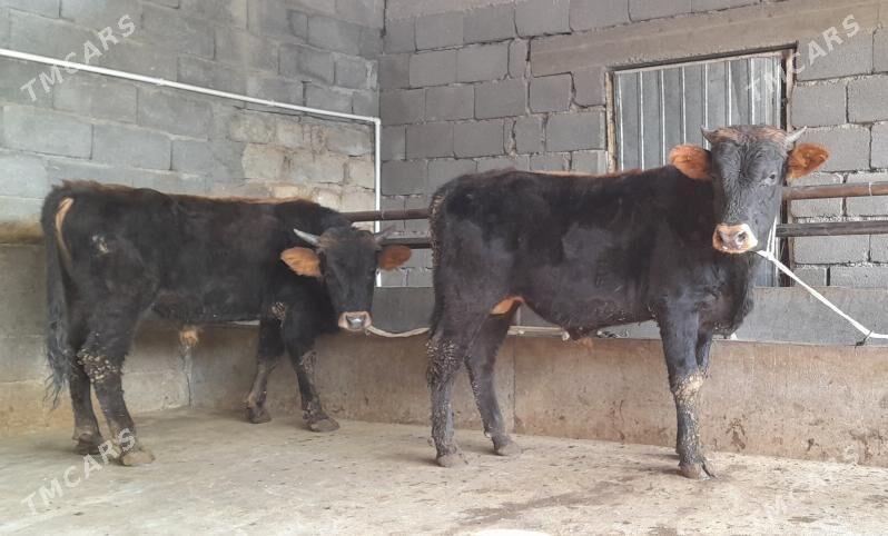 öküz - Бузмеин - img 7