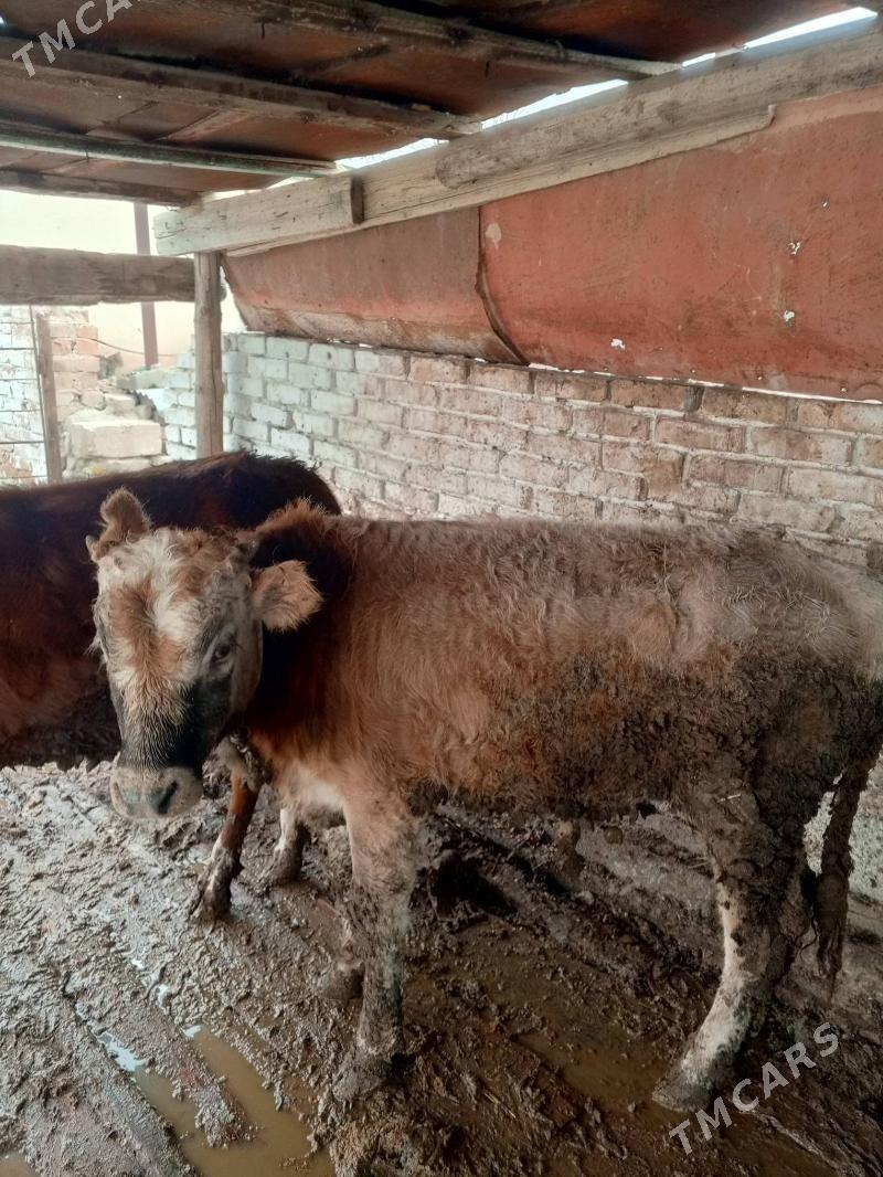 öküzçe bln tuwe - Gyzylarbat - img 4