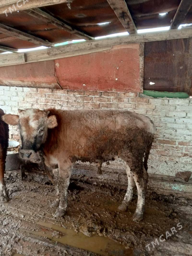 öküzçe bln tuwe - Gyzylarbat - img 3