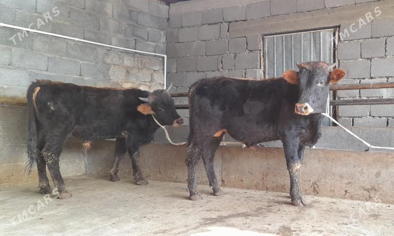 öküz - Бузмеин - img 5