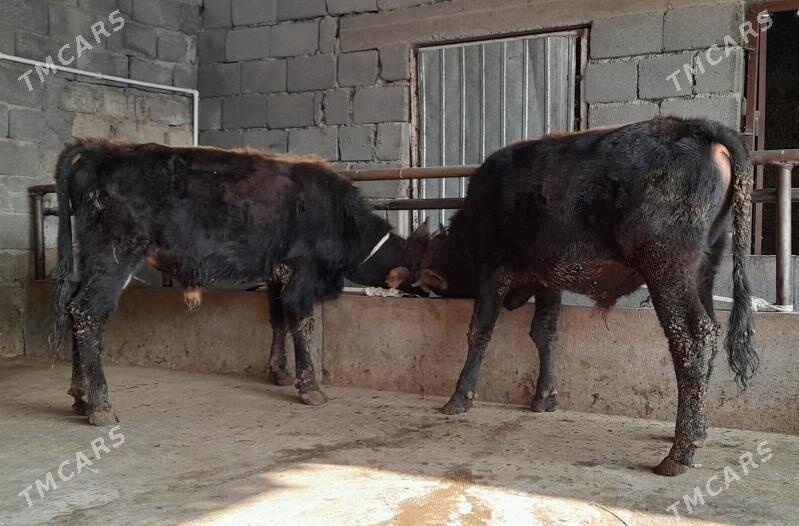 öküz - Бузмеин - img 6