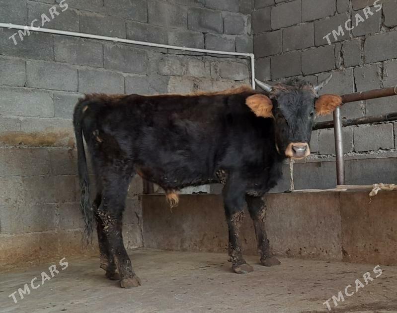 öküz - Бузмеин - img 8