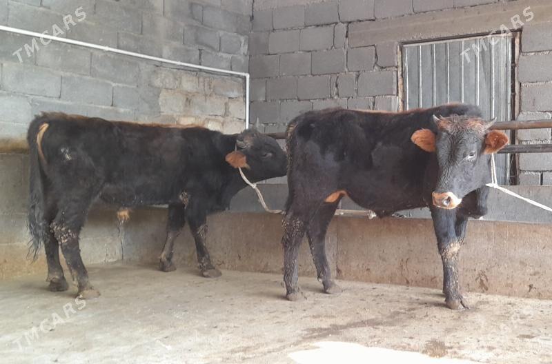 öküz - Бузмеин - img 9