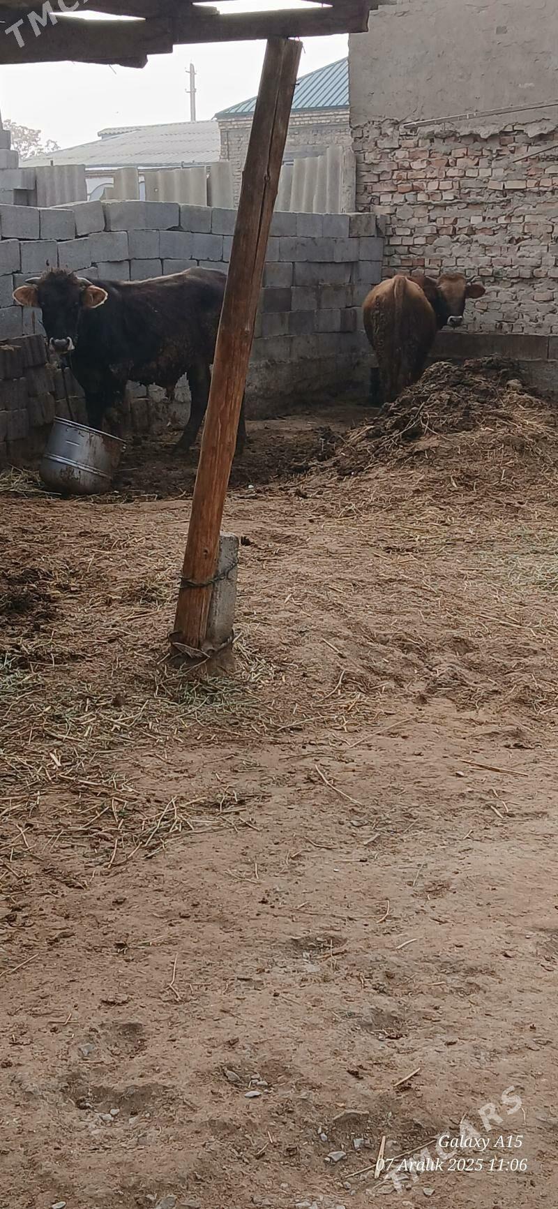 2 Okiz - Бахарден - img 2