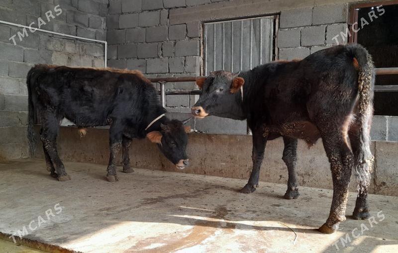 öküz - Бузмеин - img 4