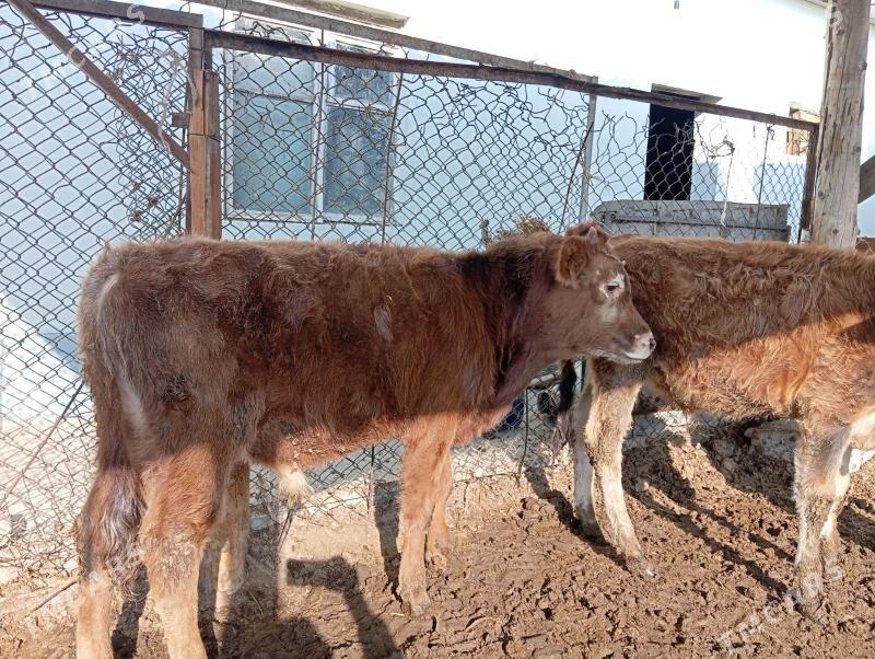 Okuz - Гуртли - img 6