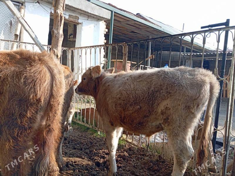 Okuz - Гуртли - img 2