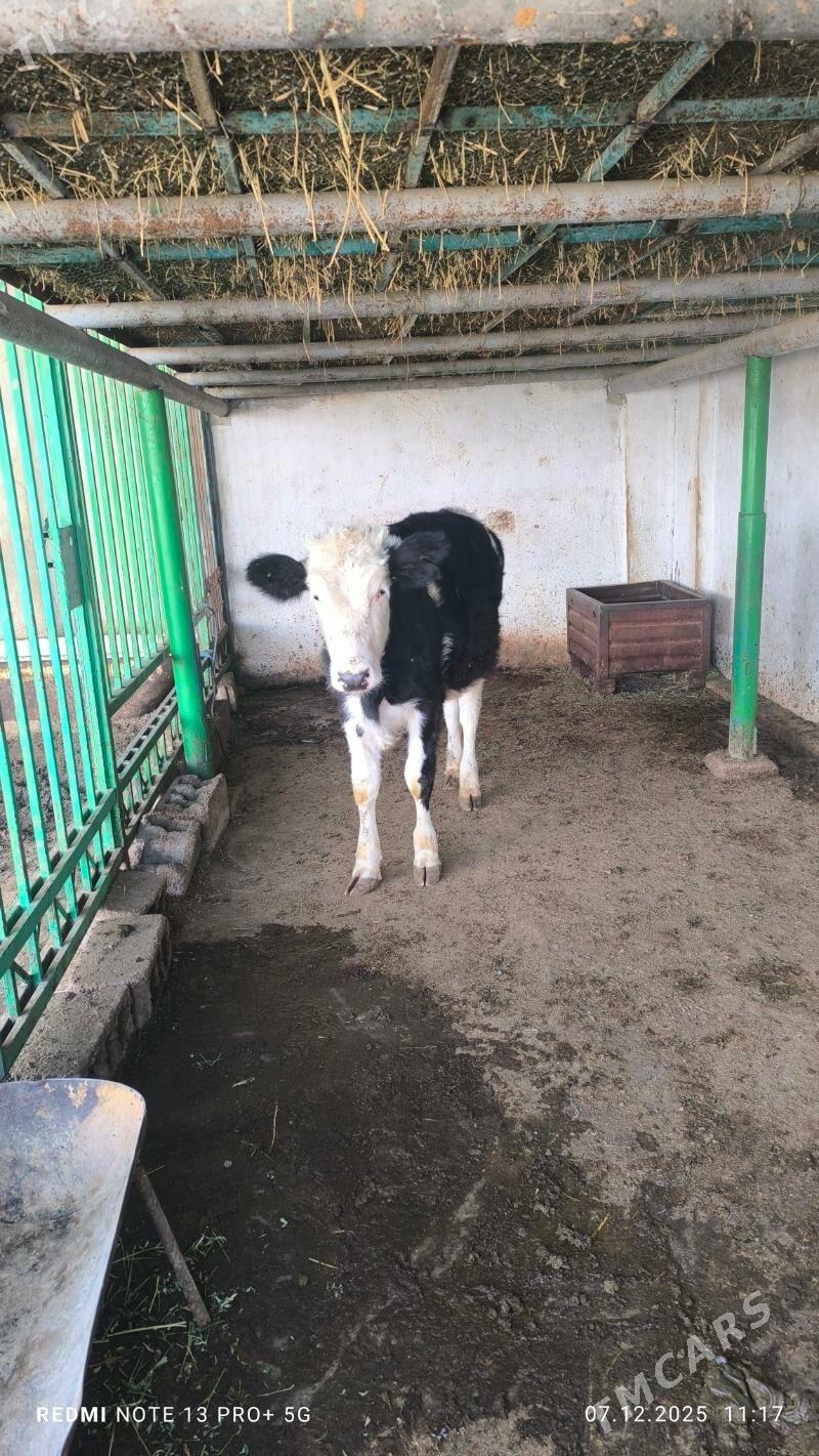 tuwe - Aşgabat - img 1