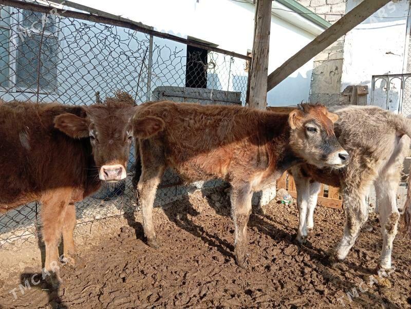 Okuz - Гуртли - img 5