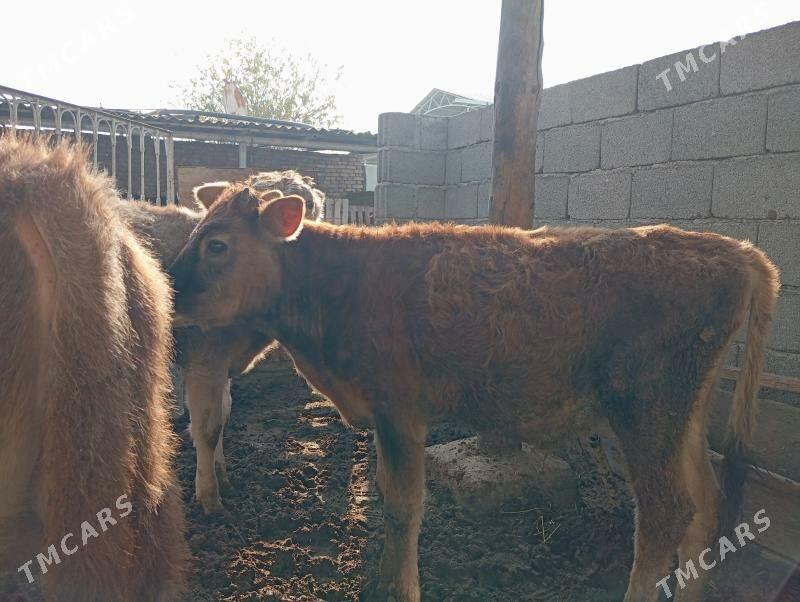 Okuz - Гуртли - img 3