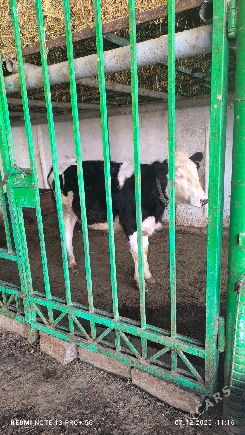 tuwe - Aşgabat - img 3