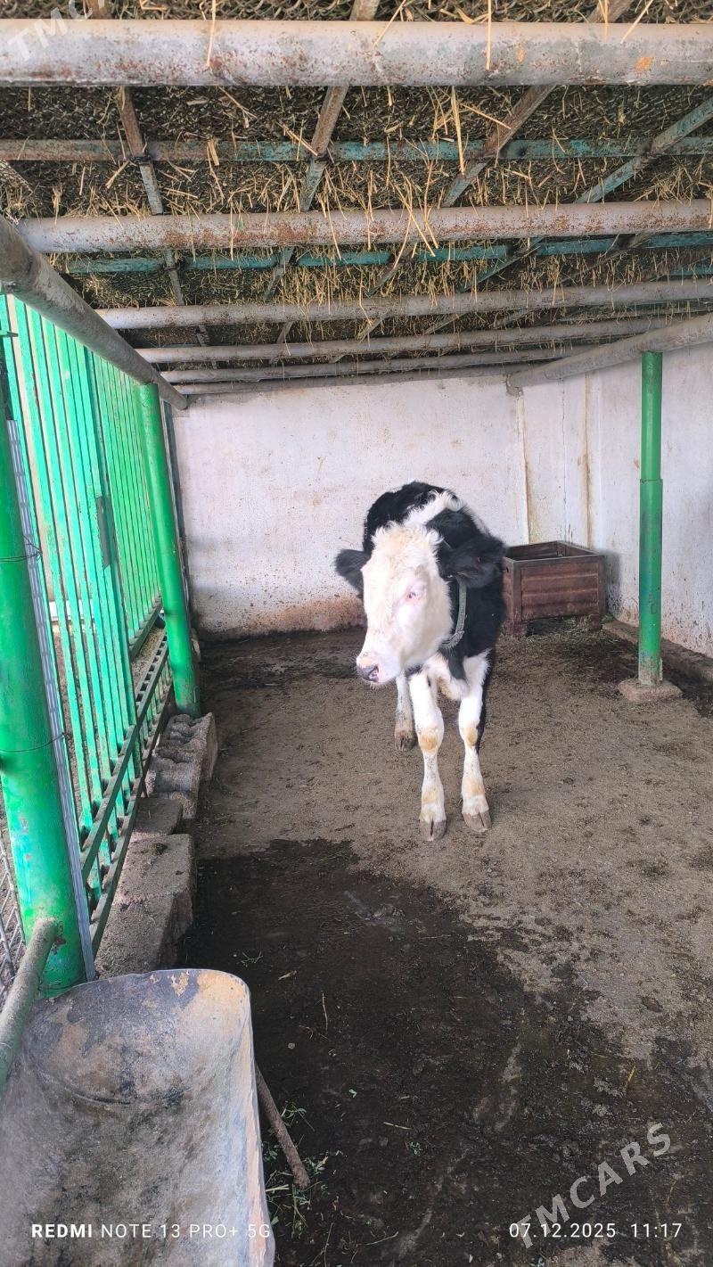 tuwe - Aşgabat - img 2