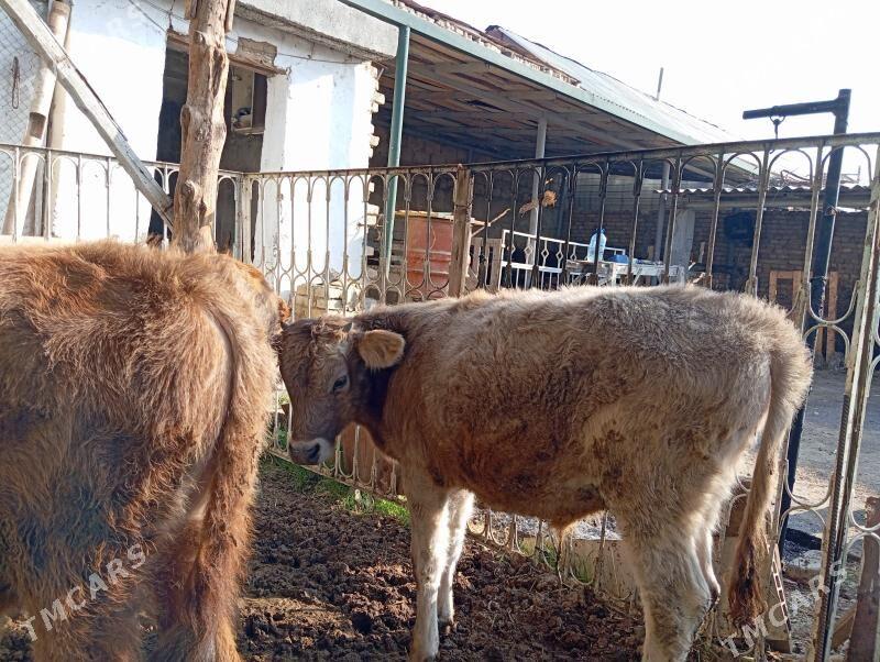 Okuz - Гуртли - img 1