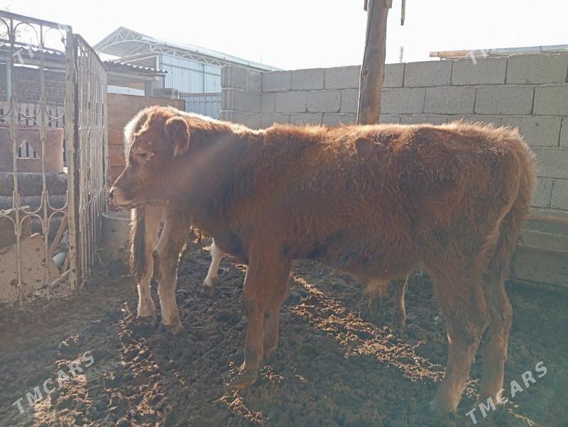 Okuz - Гуртли - img 4