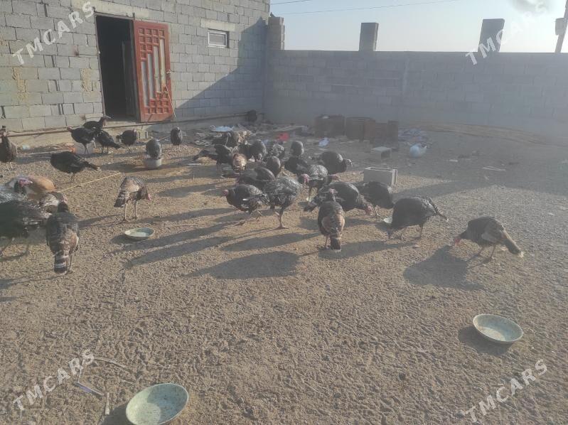 Induklar - Бахарден - img 2