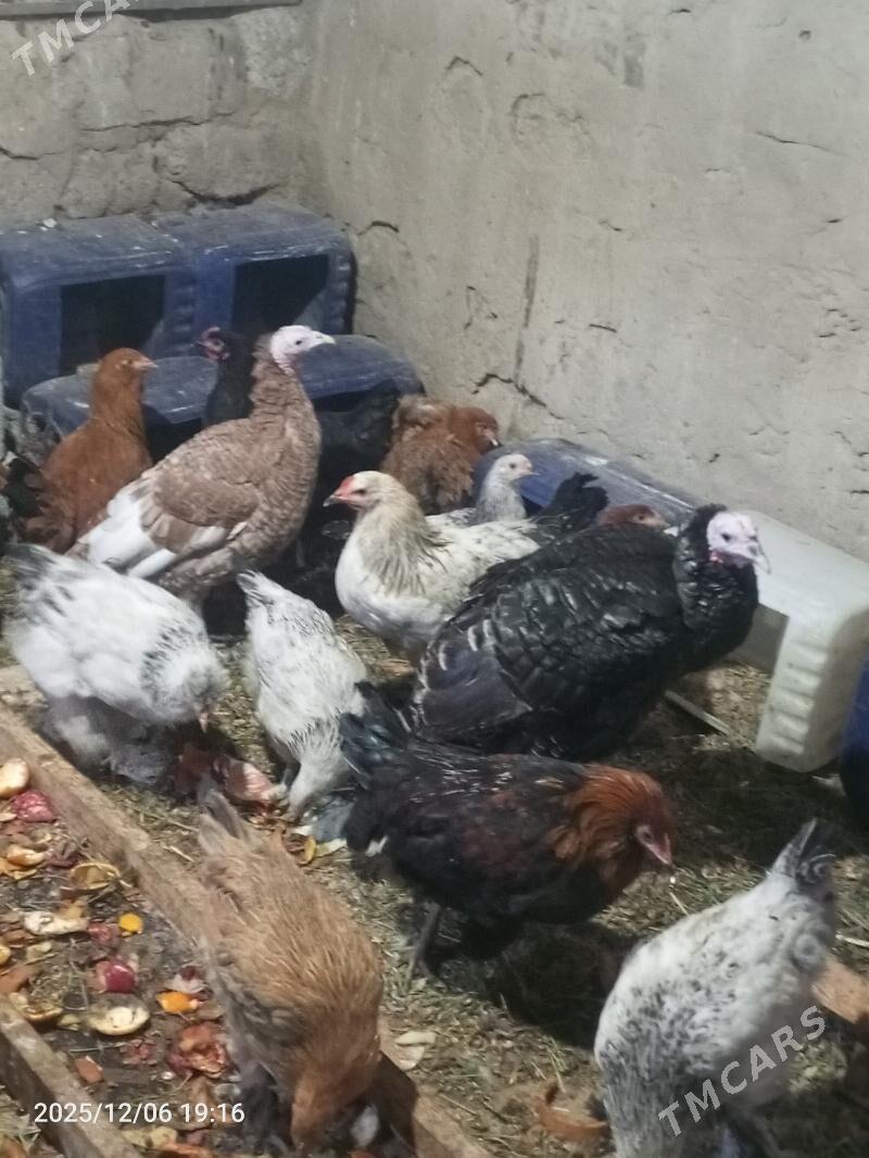 Towuk - Änew - img 1