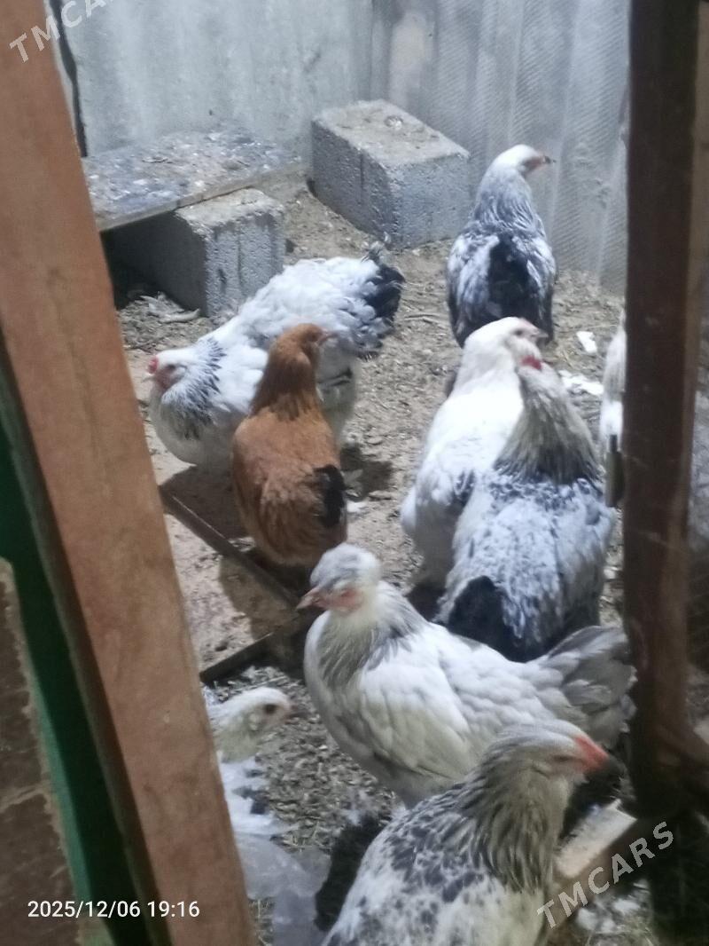 Towuk - Änew - img 2