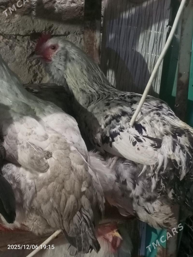 Towuk - Änew - img 3