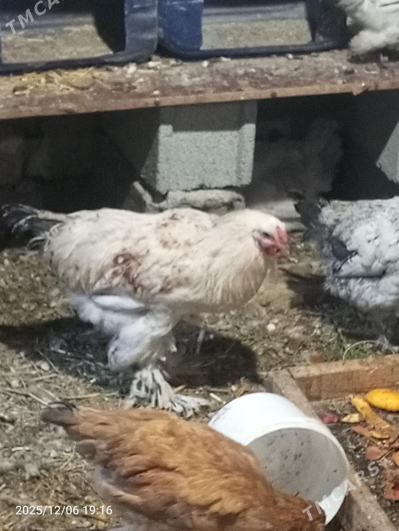 Towuk - Änew - img 4